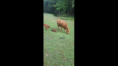 Newborn baby heifer calf.