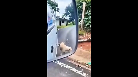 dog missed
