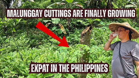 Malunggay Cuttings Starting to Grow | Expat Farm Life in the Philippines 🌱🇵🇭