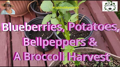 Blueberries, Potatoes, Bellpeppers & A Broccoli Harvest - #catshobbycorner #broccoli