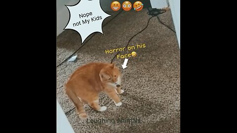 Cat dad’s horror when someone else kids shown him as his Own🤣🤣