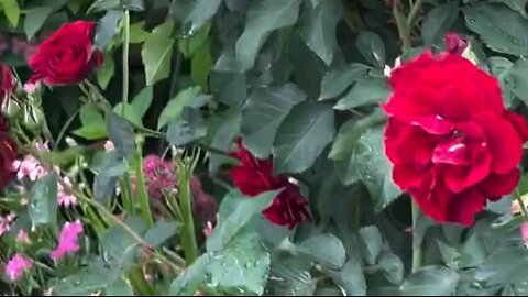 Relaxing Morning, Birds and Gorgeous Flowers, Nature Ambiance Part12 birds birds singing nature
