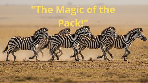 Why Life in Herds is the Key to Zebra Survival?