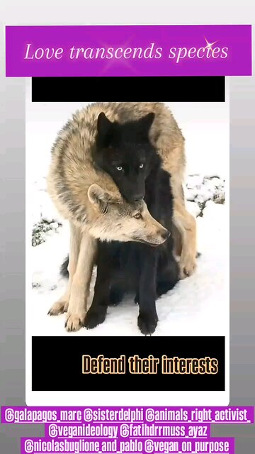 LOVE TRANSCENDS SPECIES ❤️🙌🥰 #Version 2