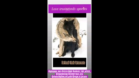 LOVE TRANSCENDS SPECIES ❤️🙌🥰 #Version 2