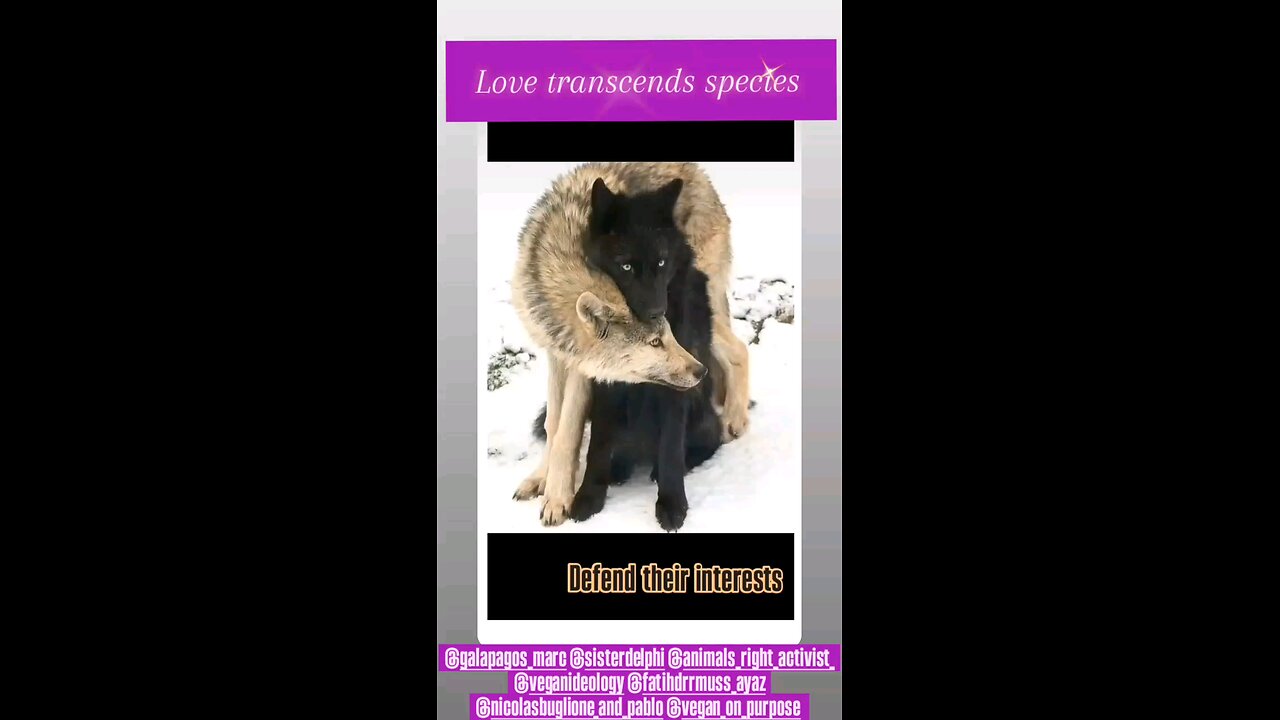 LOVE TRANSCENDS SPECIES ❤️🙌🥰 #Version 2