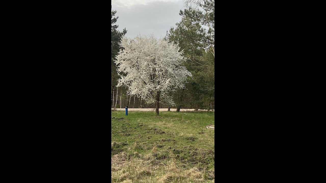 Explore Beauty of Natural Forest