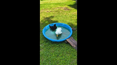 Dumpling Water Fun