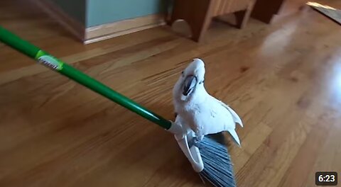 Try Not To Laugh | Funny Birds Video Compilation