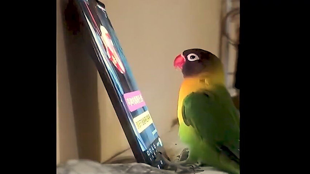 Funny Animals Compilation 93