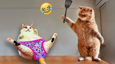 🐶😸 Funny Cats and Dogs Compilation – Cutest & Funniest Pet Moments!