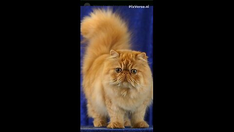 cat become astronaut