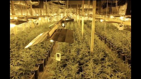 De opkomst van Nederlandse hennep industrie