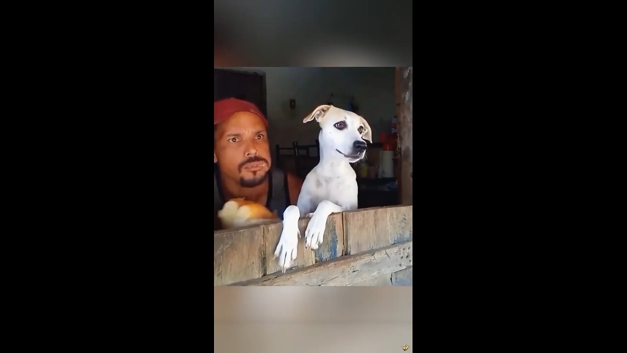 some cute dog's gifs
