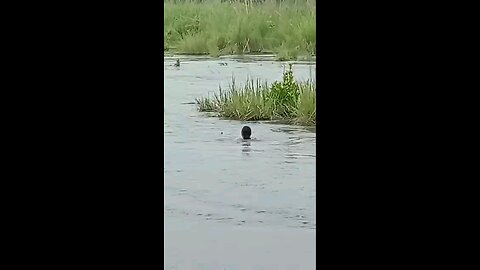 satisfying Video