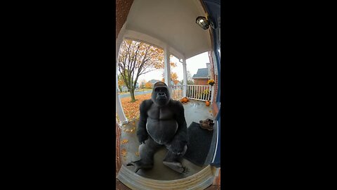 What the hell are you lookin at?