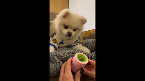 cute dog