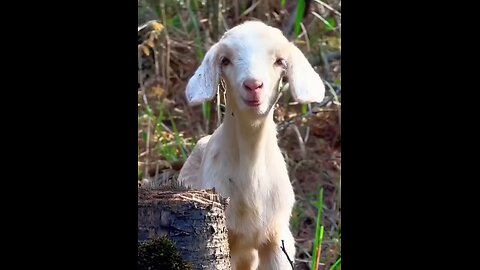 Animals Smile
