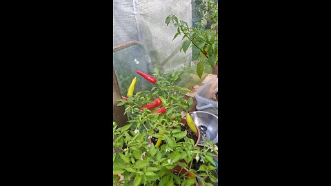 harvesting some of the chillis 🌶 in the greenhouse