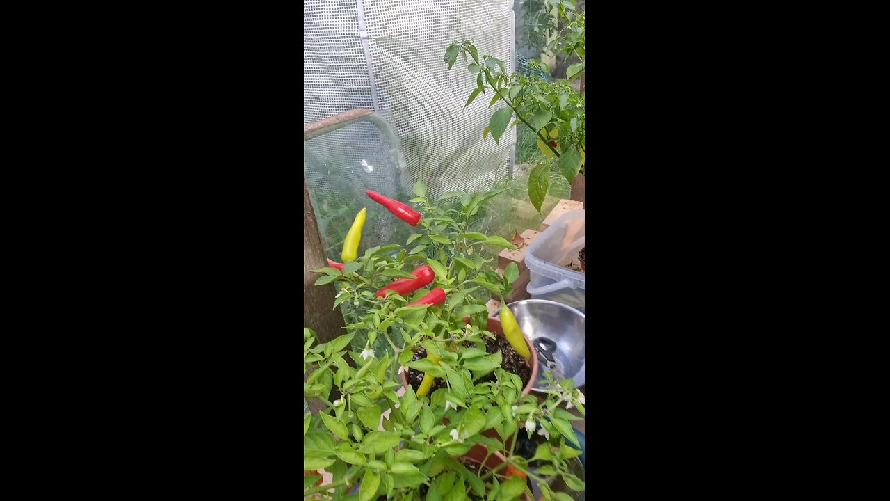 harvesting some of the chillis 🌶 in the greenhouse
