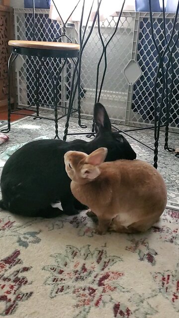 Lovin' and groomin'... Groomin' and lovin'