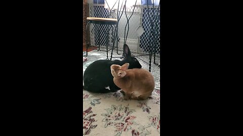 Lovin' and groomin'... Groomin' and lovin'