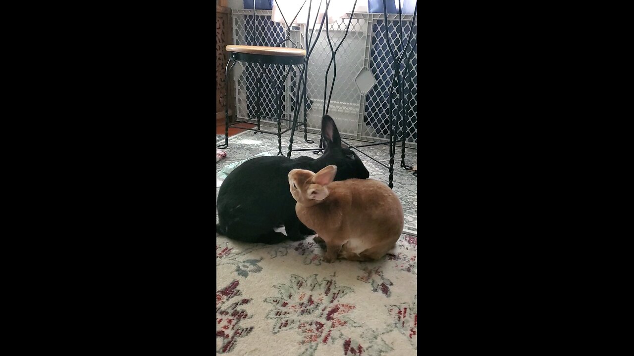 Lovin' and groomin'... Groomin' and lovin'