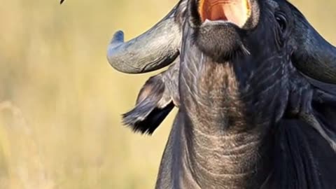 When You Yawn So Hard