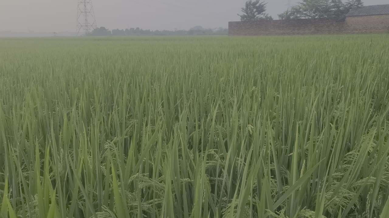 The rice fields are blooming, with the morning dawn_05_ Date 09.09.2025