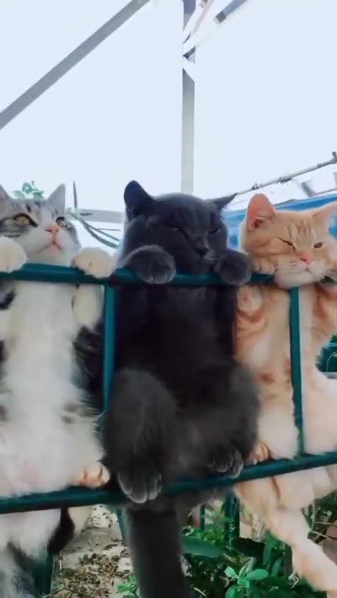 The Gang of Observers.