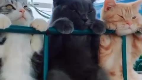 The Gang of Observers.