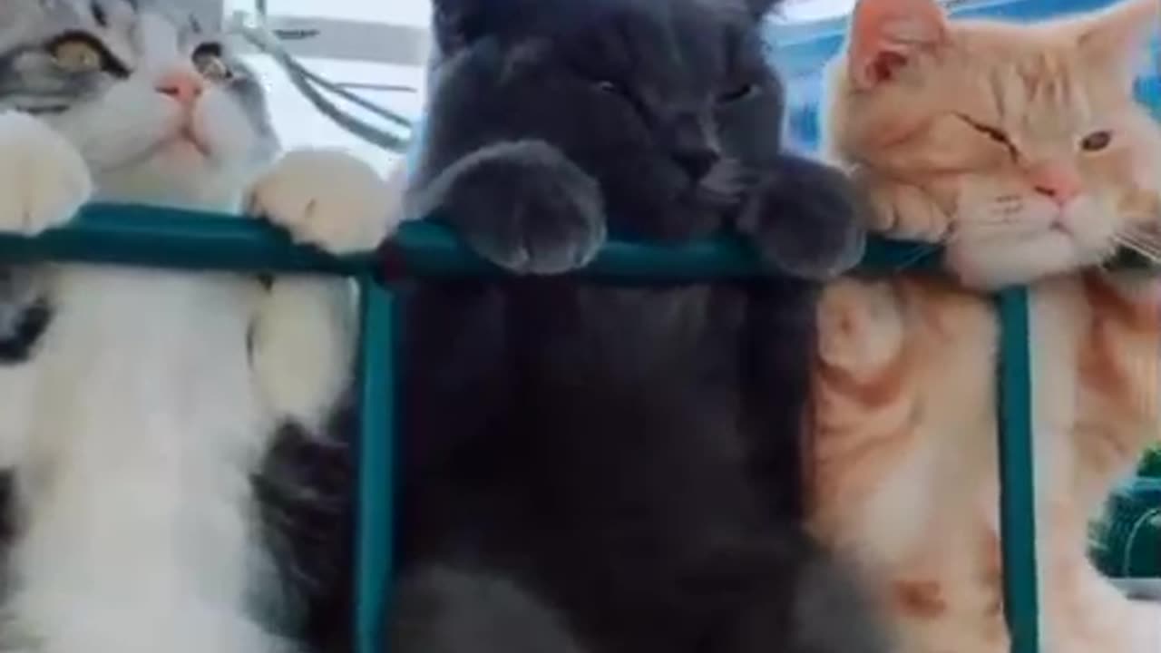 The Gang of Observers.