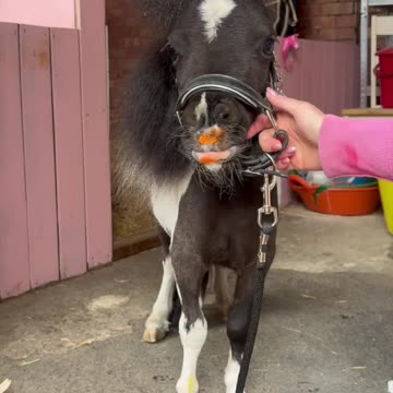 This adorable mini horse makes the sweetest birthday card with colorful painted hoof prints