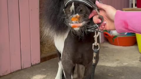 This adorable mini horse makes the sweetest birthday card with colorful painted hoof prints
