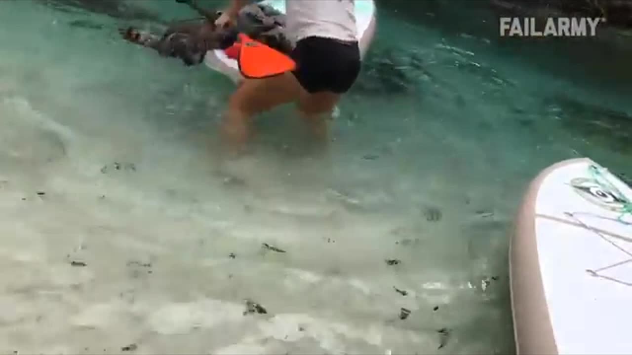 CRAZY 🤪 ANIMALS 🐻 Vs PEOPLE 💃👶🕺