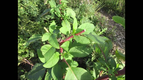 Healthy Benefits Pokeweed Roots Sept 2022