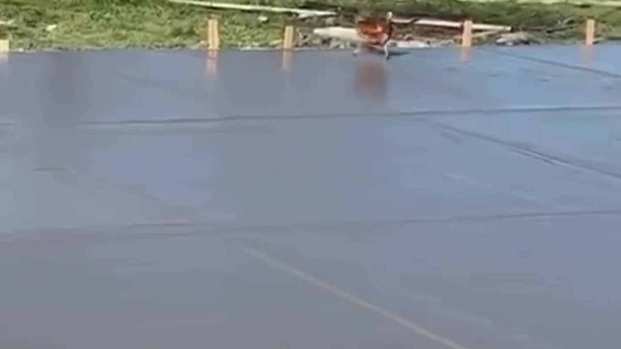 No one explained things to the chicken 🤣