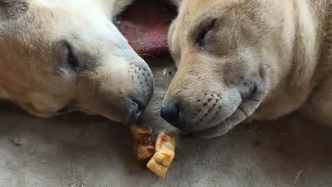 The dog is asleep, but the owner puts delicious meat in front of them ...