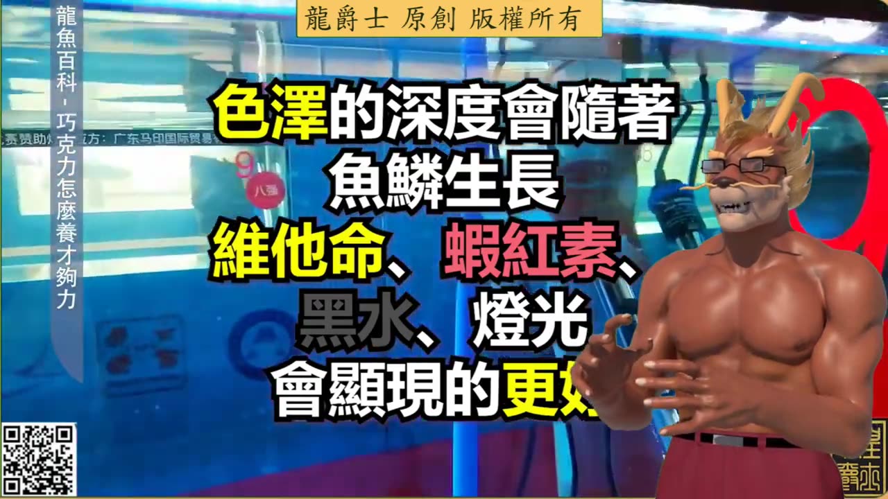 【龍爵士】龍魚百科 巧克力龍魚