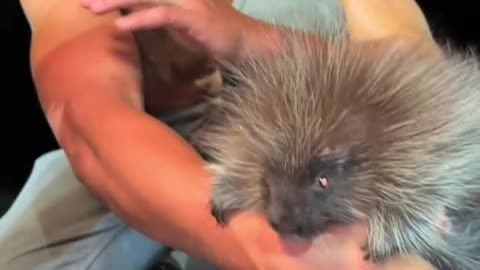 guy picking up a Porcupine