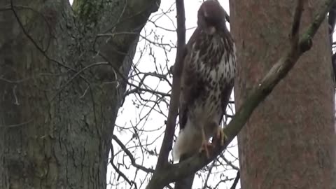Buzzards Enjoying A Squirrel Breakfast_part1
