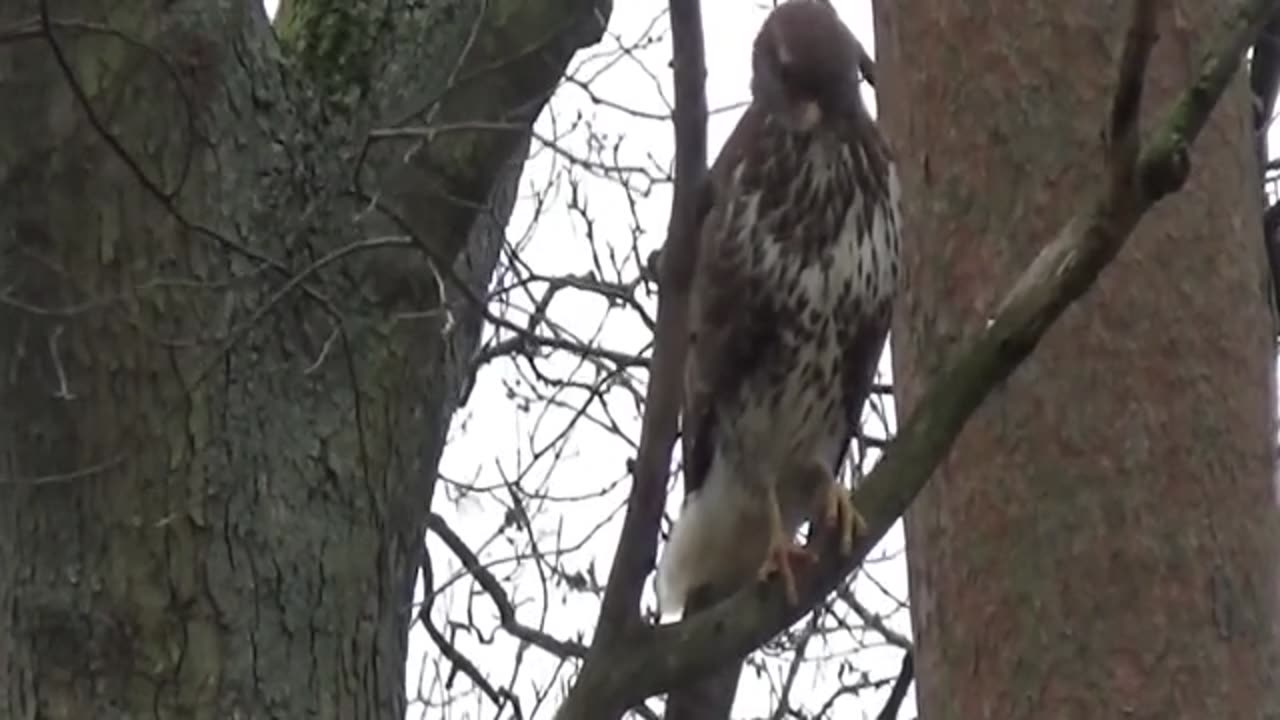 Buzzards Enjoying A Squirrel Breakfast_part1