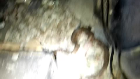 Mountain Lions, Bobcats, and copper heads oh my