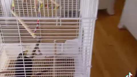 Ozzy with a bird