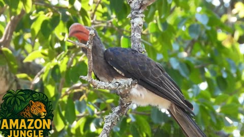Crowned Hornbill – Exotic Jungle Bird 🐦👑 | Rare Wildlife Footage in Nature