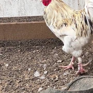 Splash Ameraucana Rooster