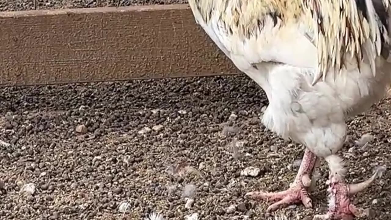 Splash Ameraucana Rooster