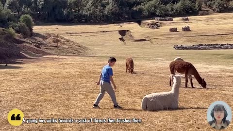 BABY AND ANIMAL -Funny Baby Videos.
