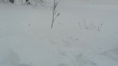 Squirrel Pops Up From Snow