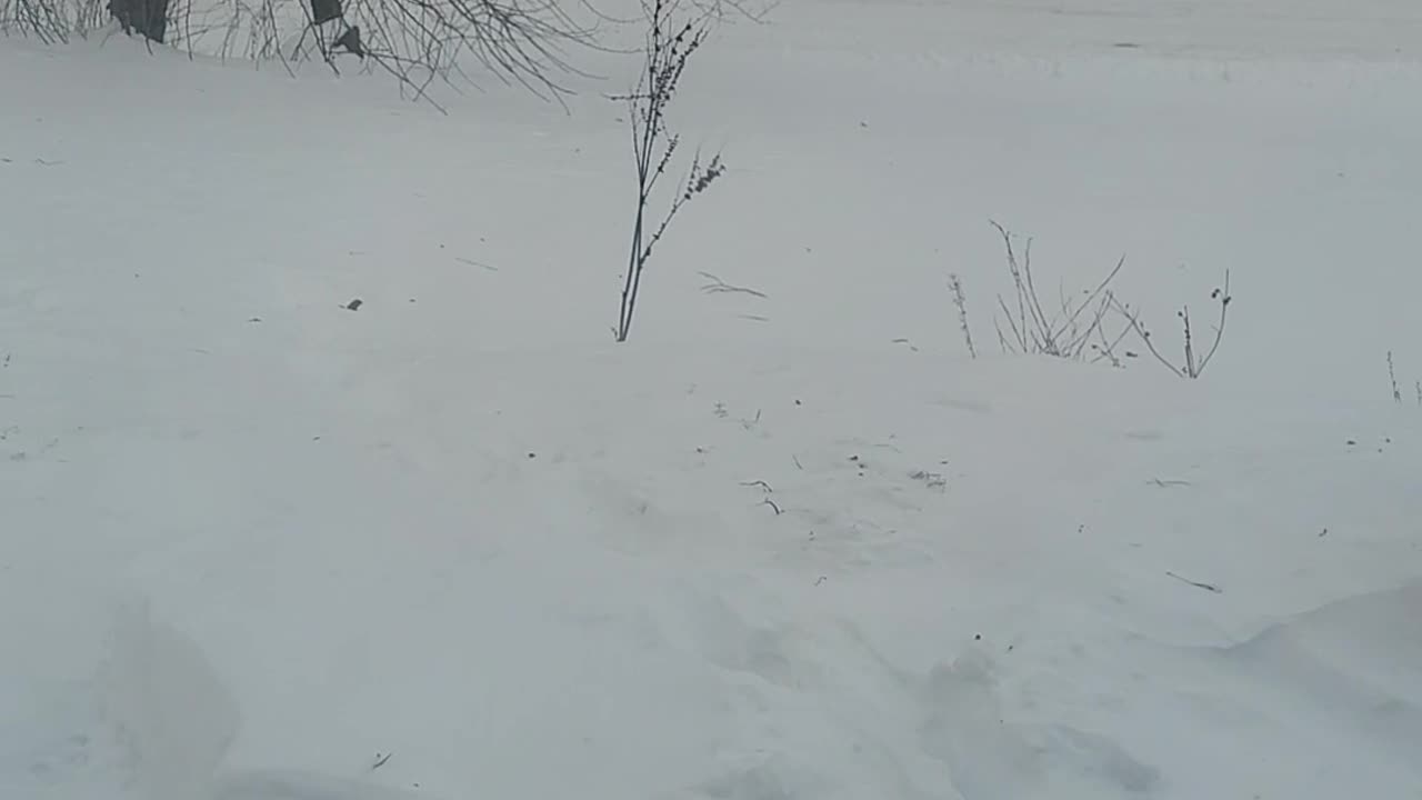 Squirrel Pops Up From Snow